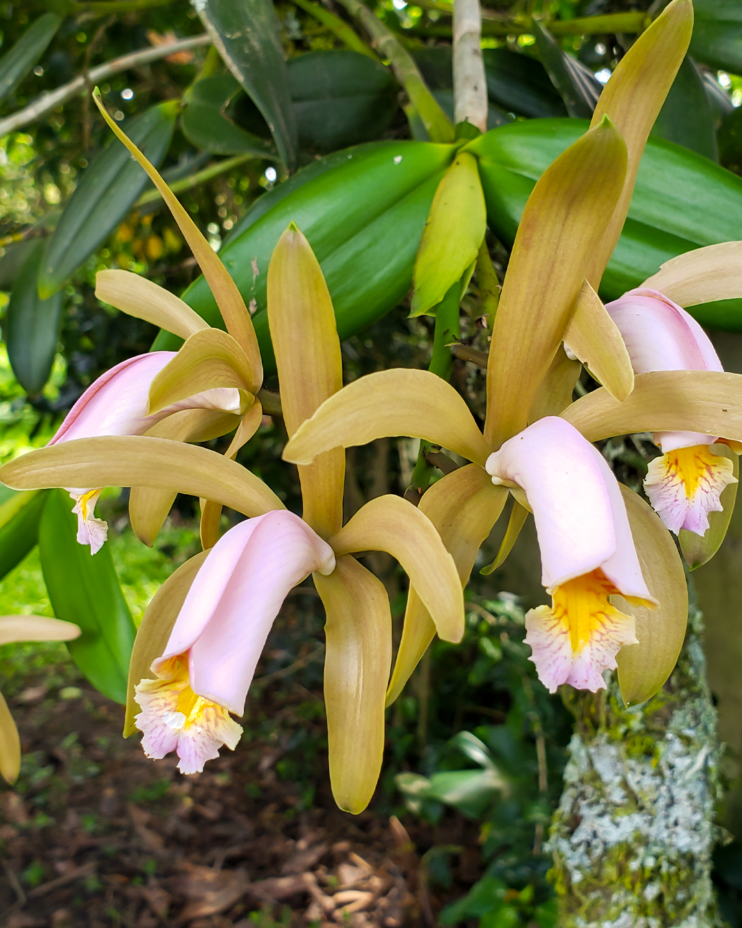 Cattleya forbesii